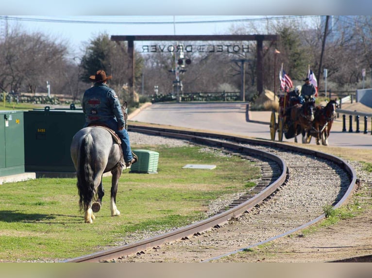 American Quarter Horse Mare 5 years 15,2 hh Roan-Blue in Stephenville TX