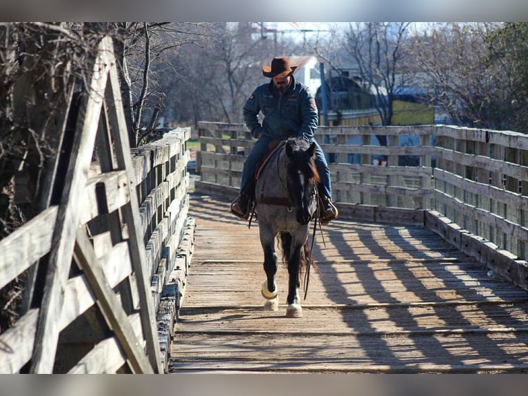American Quarter Horse Mare 5 years 15,2 hh Roan-Blue in Stephenville TX