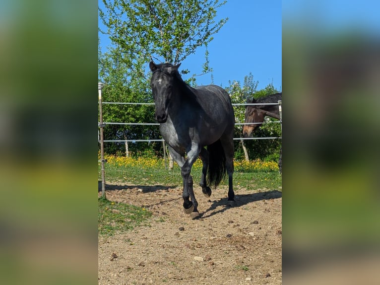 American Quarter Horse Mare 5 years 15,2 hh Roan-Blue in Wangen im Allg&#xE4;u