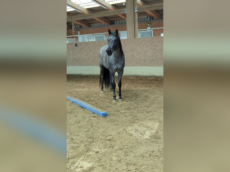 American Quarter Horse Mare 5 years 15,2 hh Roan-Blue in Wangen im Allg&#xE4;u