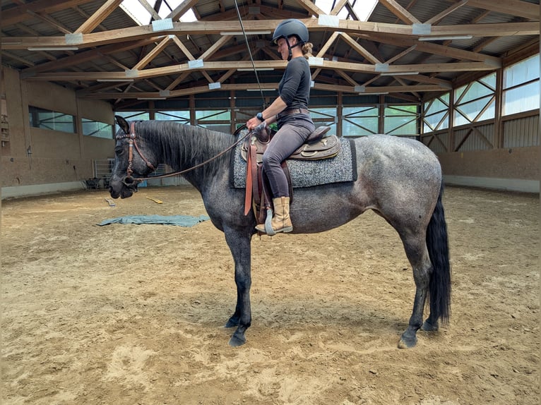 American Quarter Horse Mare 5 years 15,2 hh Roan-Blue in Wangen im Allg&#xE4;u