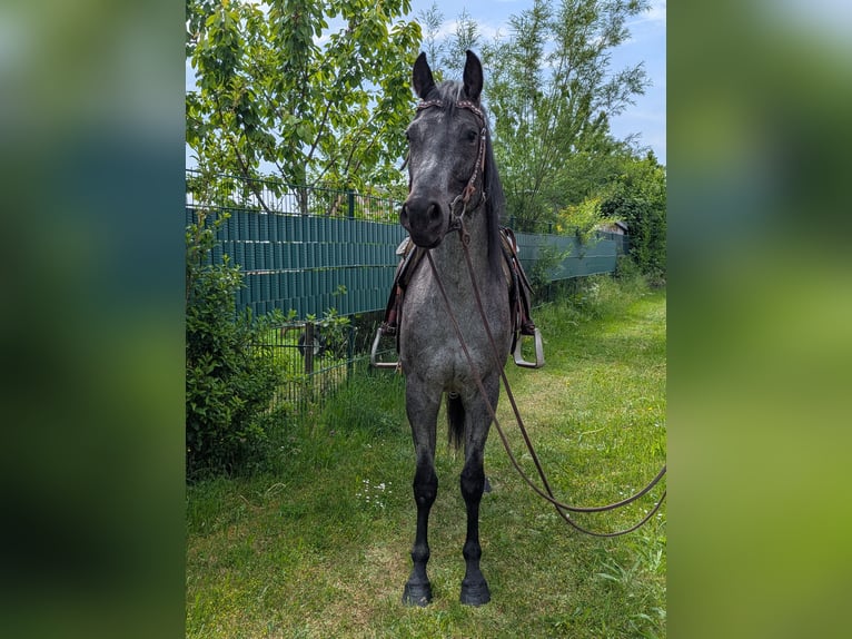 American Quarter Horse Mare 5 years 15,2 hh Roan-Blue in Wangen im Allg&#xE4;u