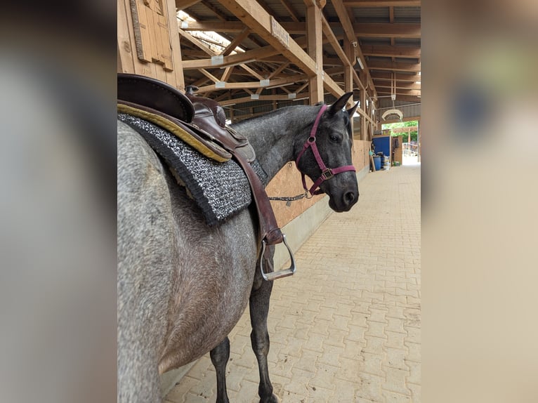 American Quarter Horse Mare 5 years 15,2 hh Roan-Blue in Wangen im Allg&#xE4;u