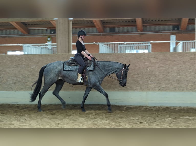 American Quarter Horse Mare 5 years 15,2 hh Roan-Blue in Wangen im Allg&#xE4;u