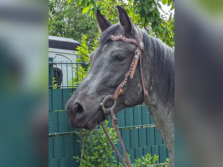 American Quarter Horse Mare 5 years 15,2 hh Roan-Blue in Wangen im Allg&#xE4;u