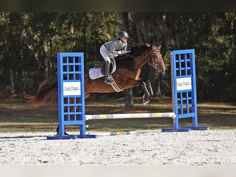 American Quarter Horse Mare 5 years 15,3 hh Bay in Ocala