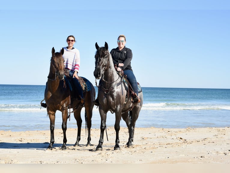 American Quarter Horse Mare 5 years 15,3 hh Bay in Ocala