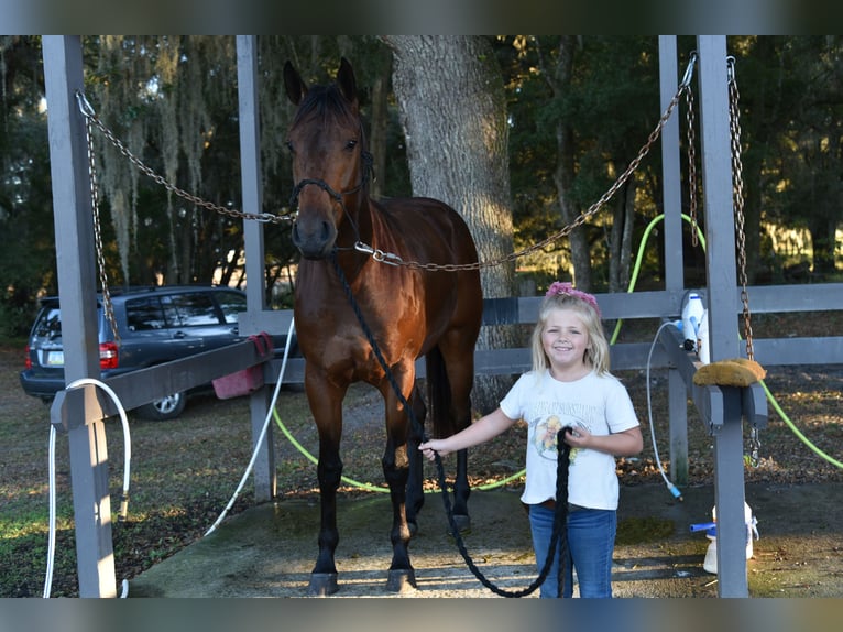 American Quarter Horse Mare 5 years 15,3 hh Bay in Ocala