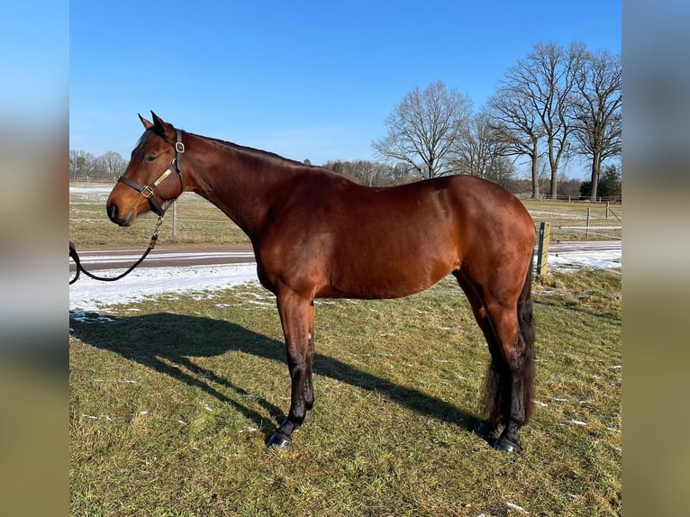 American Quarter Horse Mare 5 years 16.1 hh Brown-Light in Habighorst