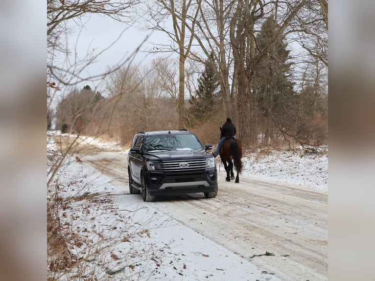 American Quarter Horse Mix Mare 5 years 16.1 hh Roan-Bay in Howell