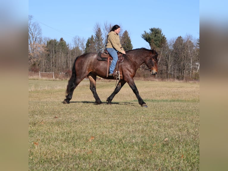 American Quarter Horse Mix Mare 5 years 16.1 hh Roan-Bay in Howell