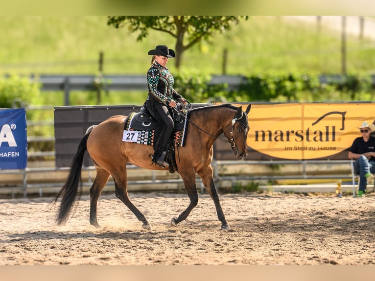 American Quarter Horse Mare 5 years 16 hh Brown in SchifferstadtSchifferstadt