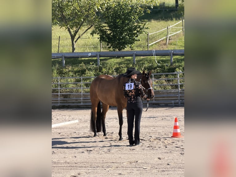 American Quarter Horse Mare 5 years 16 hh Brown in SchifferstadtSchifferstadt