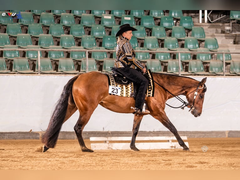 American Quarter Horse Mare 5 years 16 hh Brown in SchifferstadtSchifferstadt