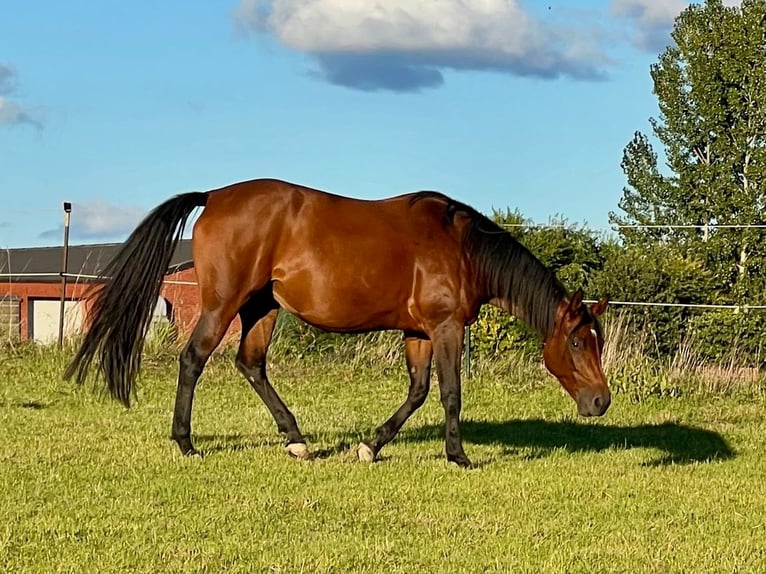 American Quarter Horse Mare 5 years 16 hh Brown in Steyerberg