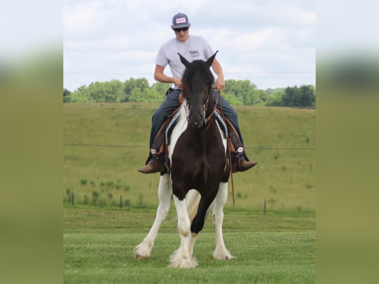 American Quarter Horse Mare 5 years 16 hh Tobiano-all-colors in Whitley City, KY