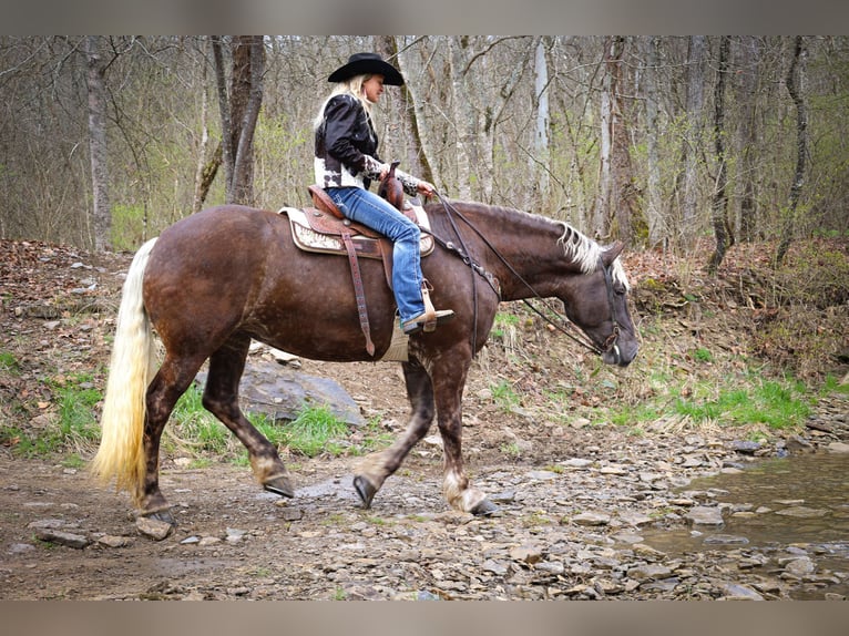 American Quarter Horse Mare 5 years 17 hh in Flemingsburg KY