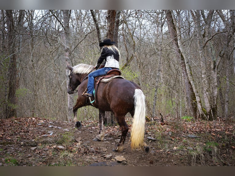 American Quarter Horse Mare 5 years 17 hh in Flemingsburg KY