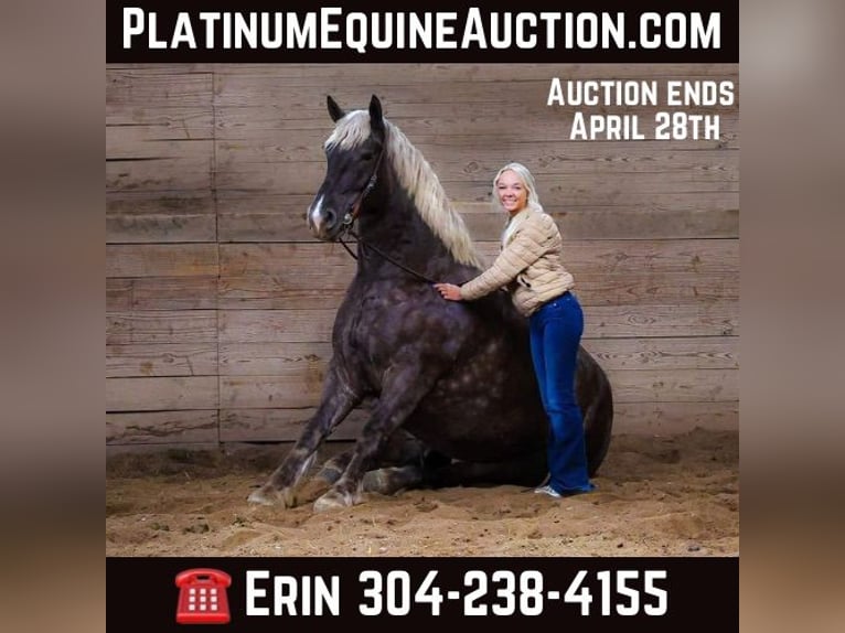 American Quarter Horse Mare 5 years 17 hh in Flemingsburg KY