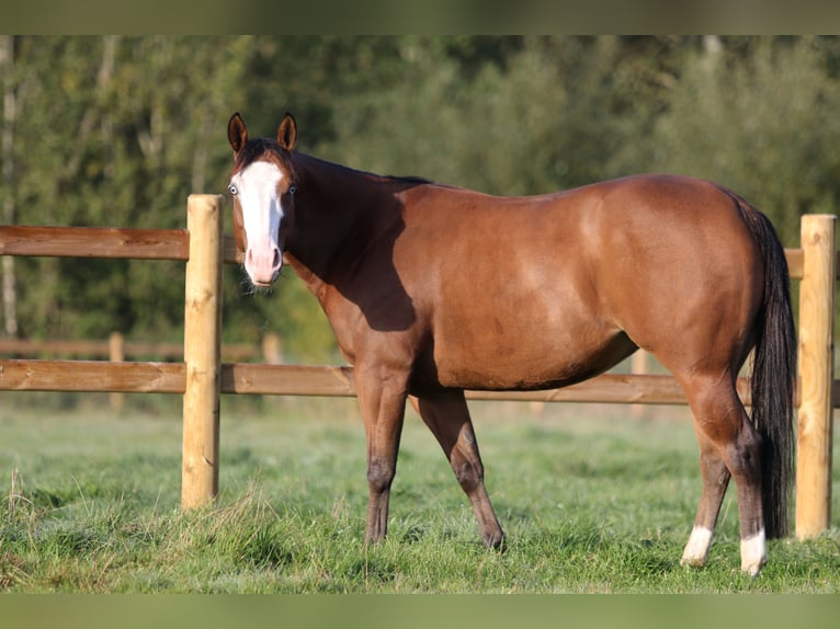 American Quarter Horse Mare 5 years Bay-Dark in Nieuwrode