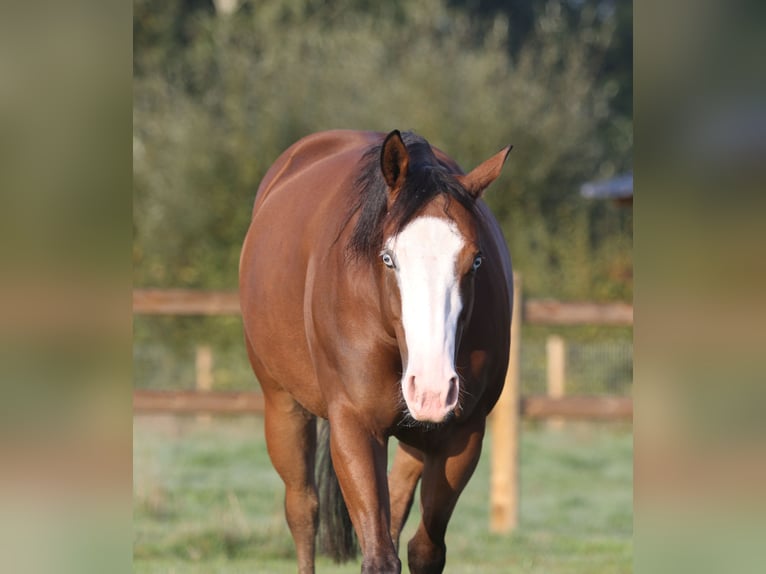 American Quarter Horse Mare 5 years Bay-Dark in Nieuwrode