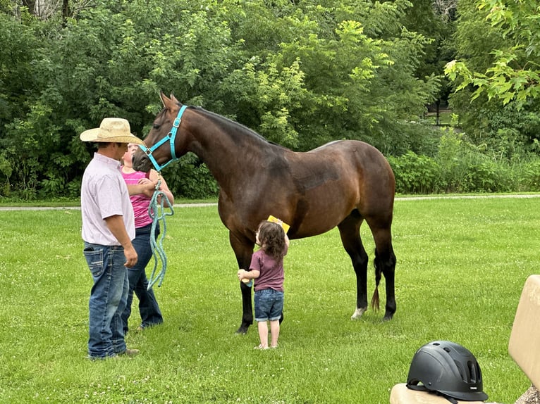 American Quarter Horse Mare 5 years Bay in Zearing, IA