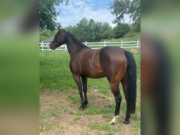 American Quarter Horse Mare 5 years Bay in Banská Štiavnica
