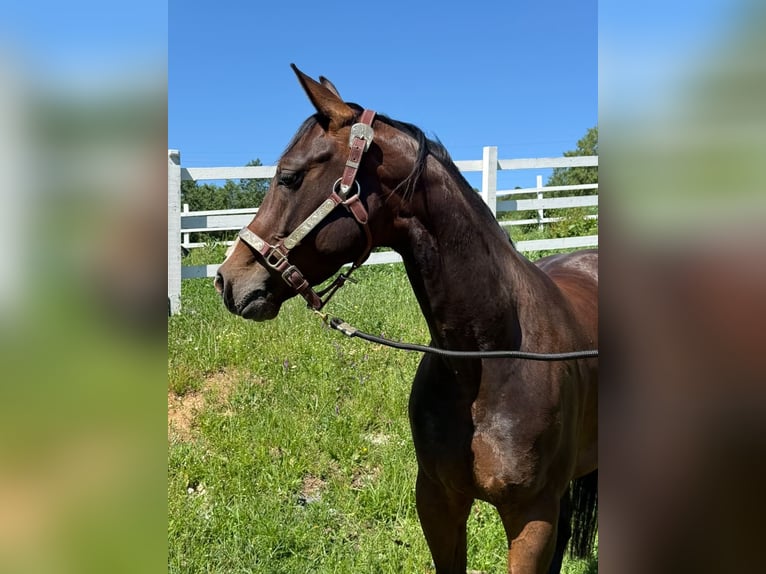 American Quarter Horse Mare 5 years Bay in Banská Štiavnica