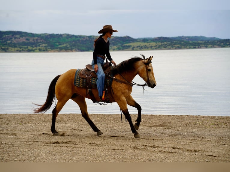 American Quarter Horse Mare 5 years Buckskin in Brandon