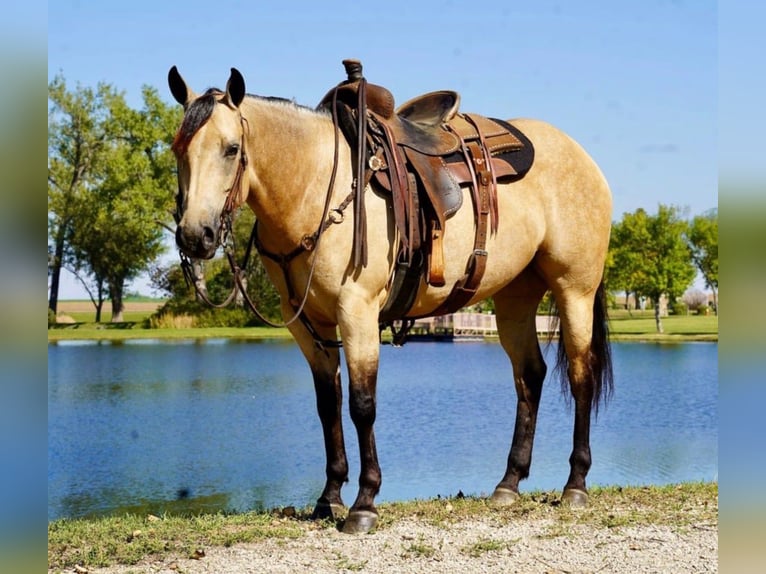 American Quarter Horse Mare 5 years Buckskin in Brandon