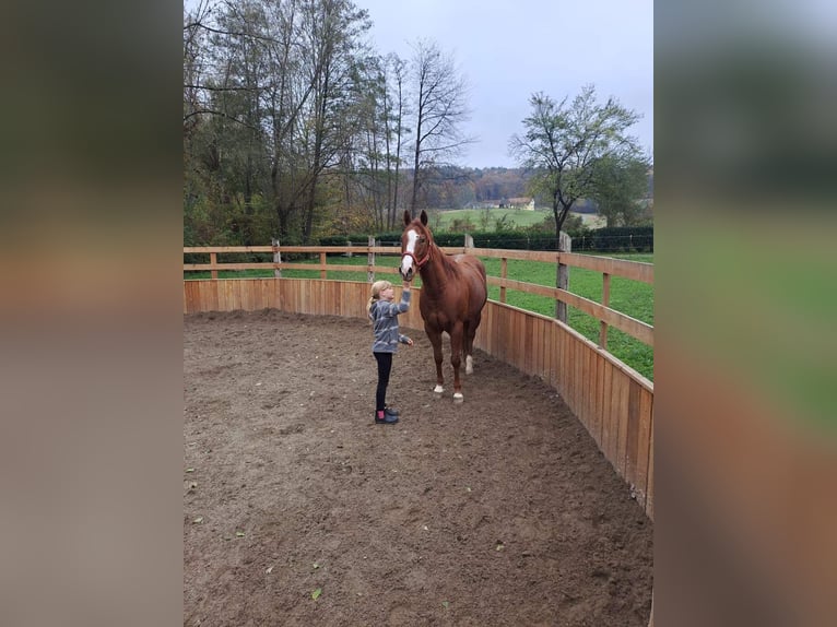 American Quarter Horse Mare 5 years Chestnut-Red in Gamlitz