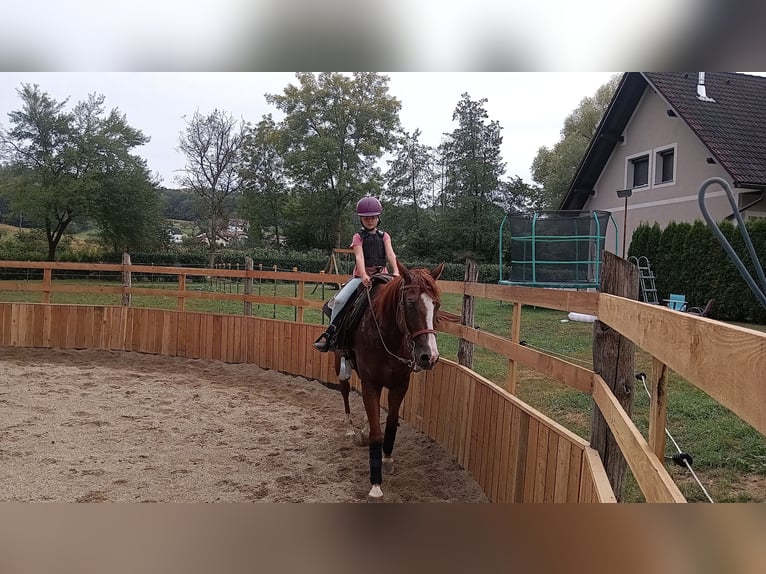 American Quarter Horse Mare 5 years Chestnut-Red in Gamlitz