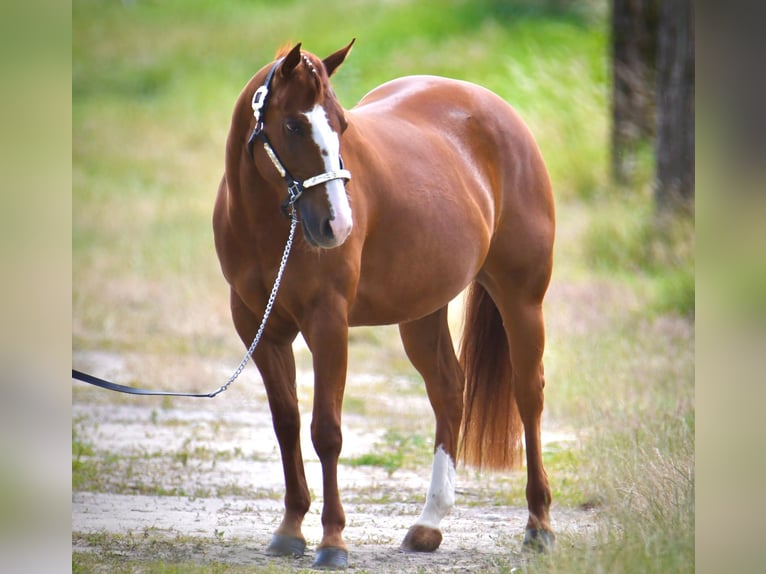 American Quarter Horse Mare 5 years Chestnut in Gunskirchen