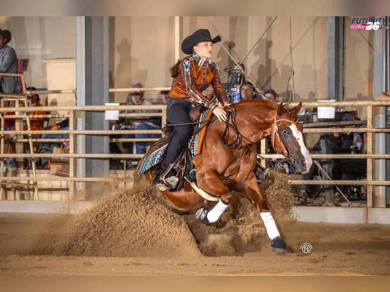 American Quarter Horse Mare 5 years Chestnut in Gunskirchen