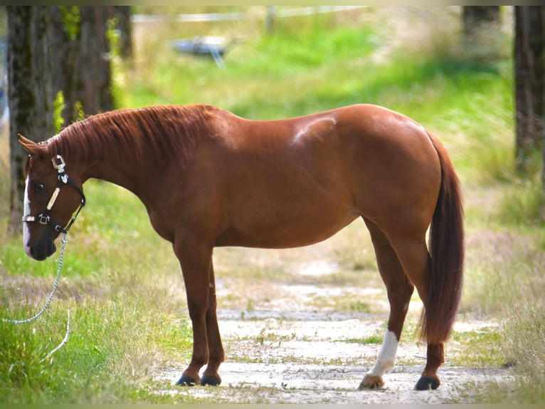 American Quarter Horse Mare 5 years Chestnut in Gunskirchen