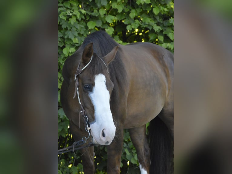 American Quarter Horse Mare 5 years Chestnut in Kürten