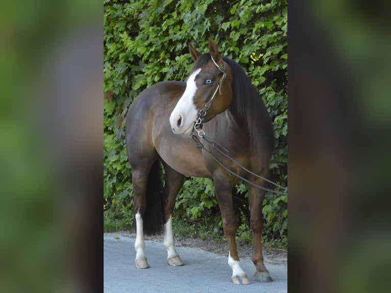 American Quarter Horse Mare 5 years Chestnut in Kürten
