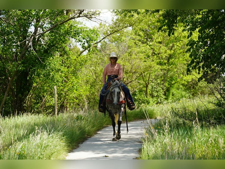 American Quarter Horse Mare 5 years Grey in Corsica