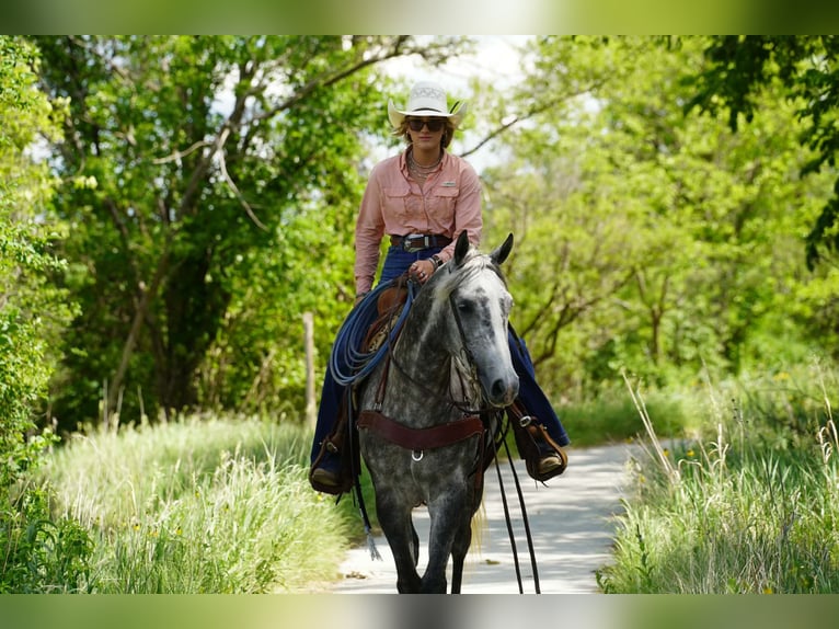 American Quarter Horse Mare 5 years Grey in Corsica