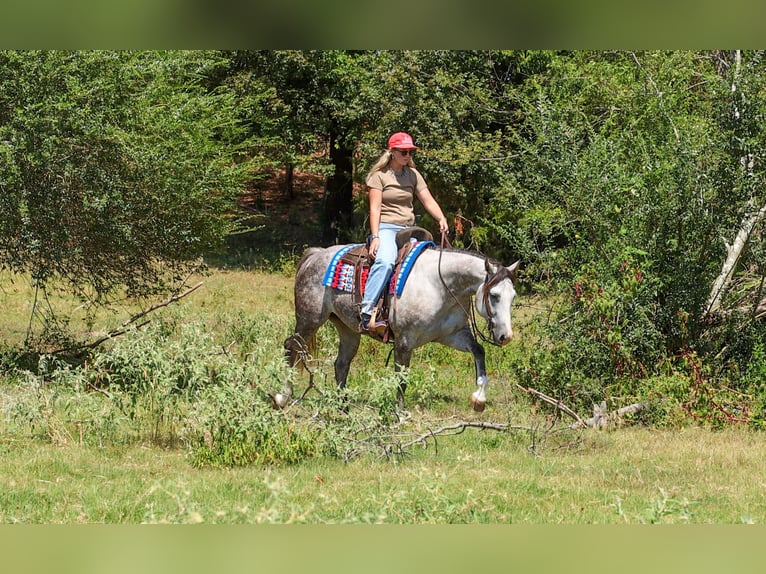 American Quarter Horse Mare 5 years Grey in Quitman