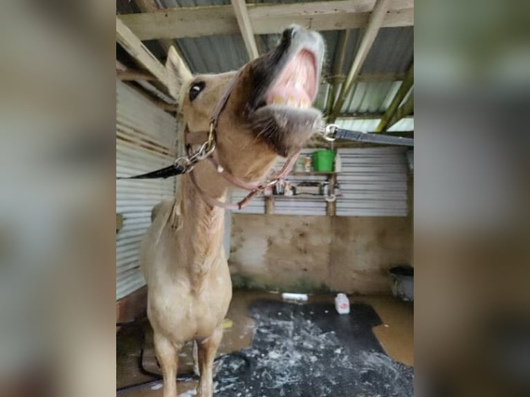 American Quarter Horse Mix Mare 5 years Palomino in Friendswood