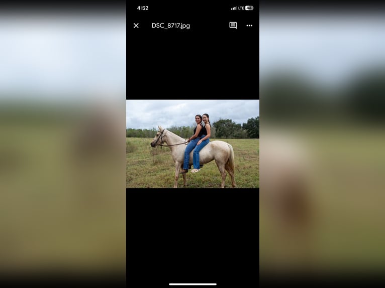 American Quarter Horse Mix Mare 5 years Palomino in Friendswood