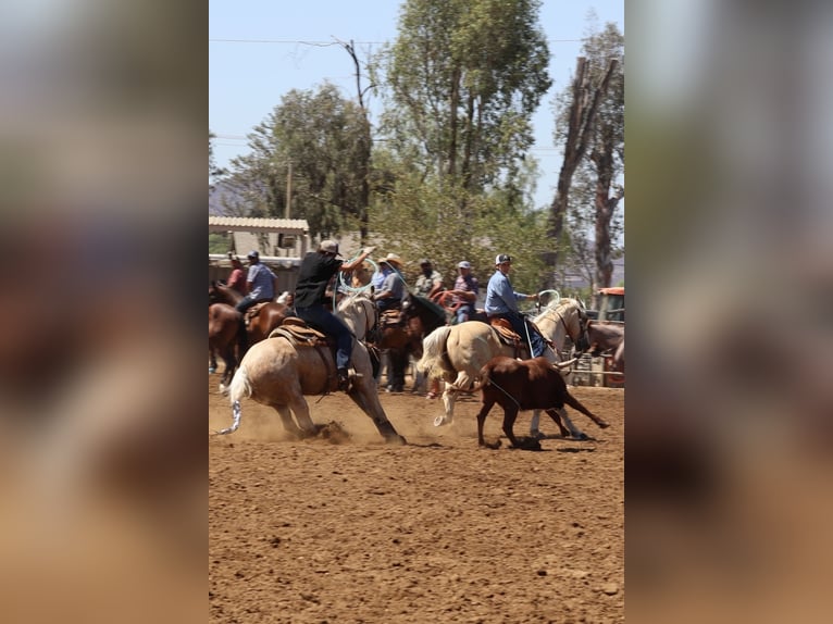 American Quarter Horse Mare 5 years Palomino in Norco
