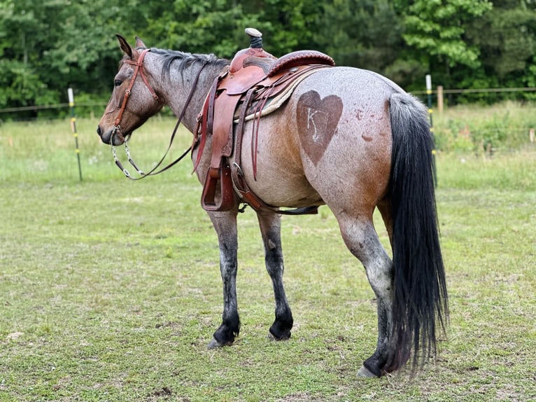 American Quarter Horse Mare 5 years Roan-Bay in Four Oaks