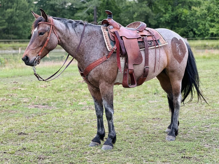American Quarter Horse Mare 5 years Roan-Bay in Four Oaks