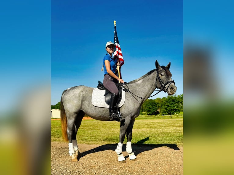 American Quarter Horse Mare 5 years Roan-Blue in Texarkana TX