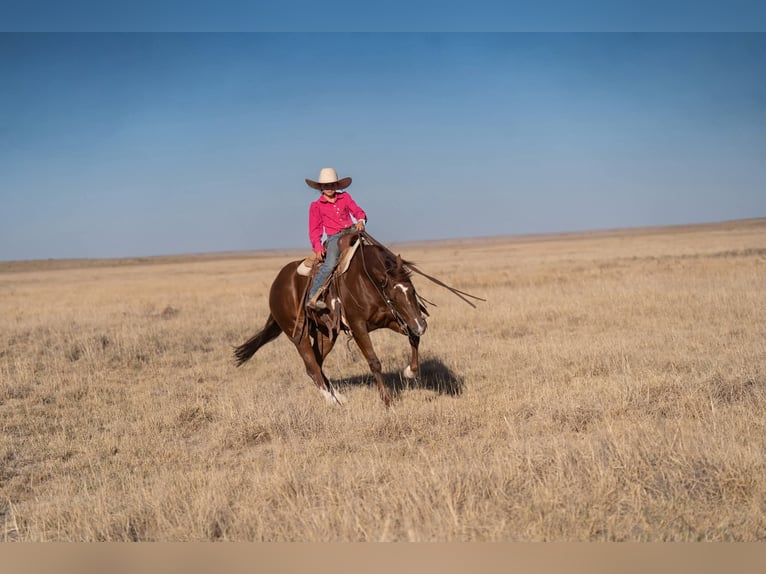 American Quarter Horse Mare 5 years Sorrel in Casa Grande