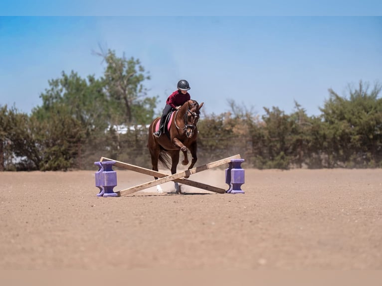 American Quarter Horse Mare 5 years Sorrel in Casa Grande