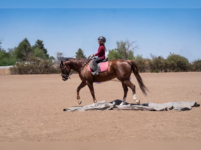 American Quarter Horse Mare 5 years Sorrel in Casa Grande