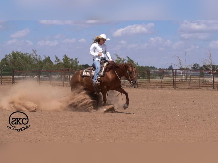 American Quarter Horse Mare 5 years Sorrel in Canyon